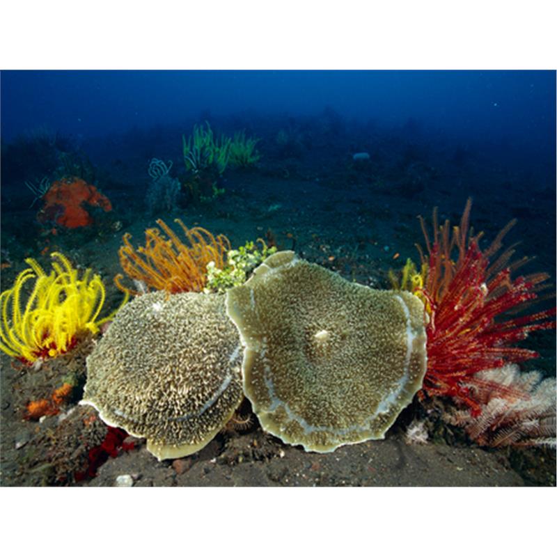 Amplexidiscus sp. - imagine 3